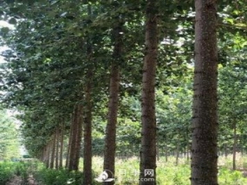 河南周口：培育出不飞絮的杨树新品种