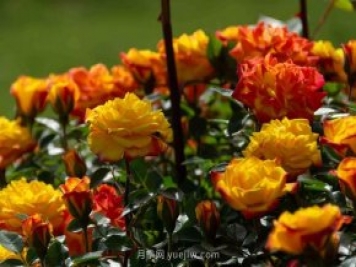 安阳市滑县森林公园月季花开放，赏花打卡正当时