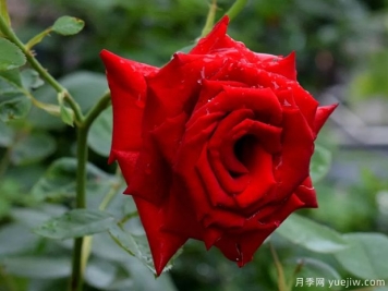 2023年情人节十大玫瑰品种销量榜，卡罗拉位居首位