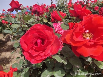 月季、玫瑰、蔷薇分别是什么？如何区别？